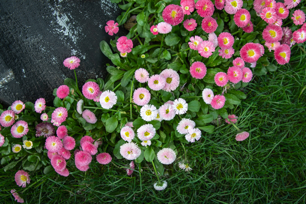 花1