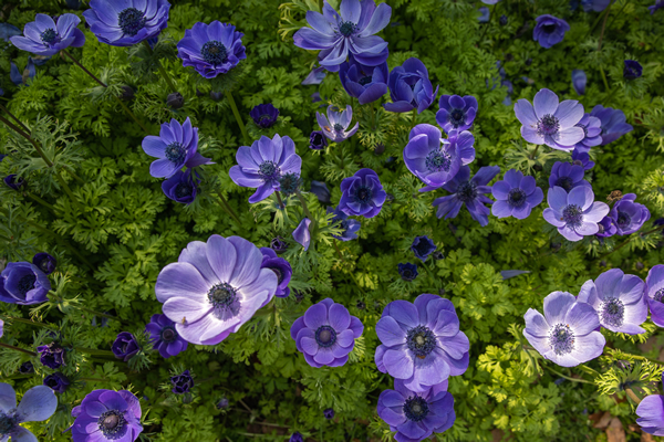 花2