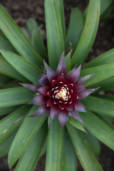 花3
